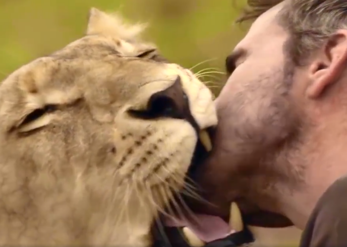 Omul care redefineste curajul . Poreclit The Lion Guy , un sudafrican uimeste internetul cu videourile sale