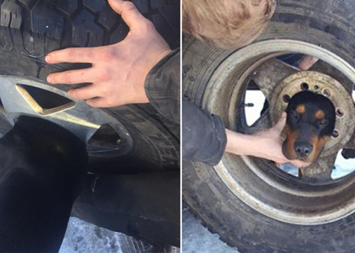 Cum a fost salvat acest caine dupa ce a fost prins ore intregi! Veterinarul n-a avut ce sa faca