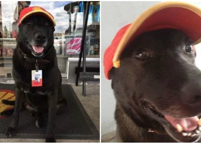 Un labrador abandonat a fost gasit de o femeie care l-a angajat! Ce job are acest caine: Toata lumea il iubeste!