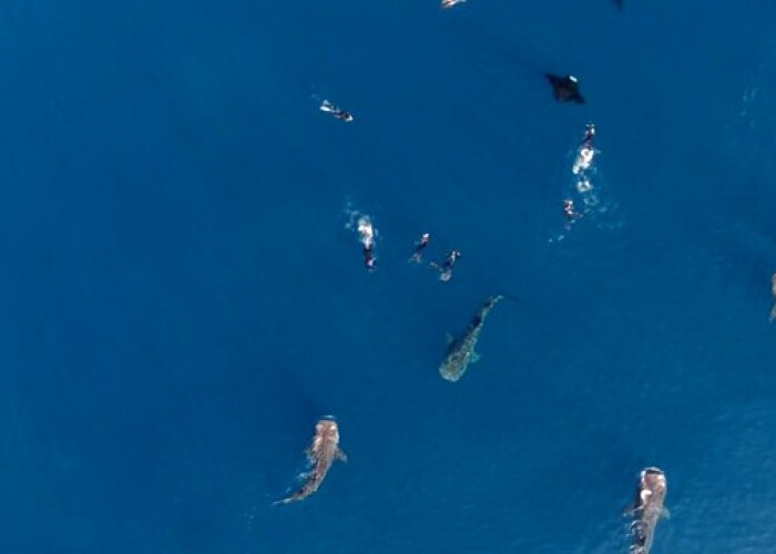Fenomen extrem de rar in mijlocul oceanului: Ce se intampla in apa e cu adevarat spectaculos! VIDEO