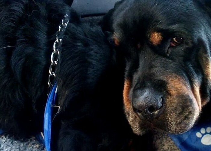 Brutus, un caine din rasa rottweiler, isi plange fratele mort! VIDEO