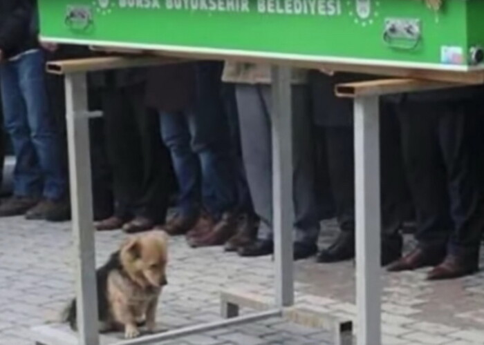 Cainele care refuza sa-si paraseasca stapanul chiar si dupa moartea acestuia. Povestea este cu adevarat impresionanta