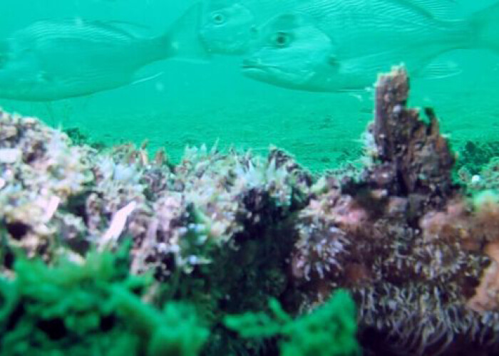 A fost descoperita o padure submarina veche de 50.000 de ani! FOTO