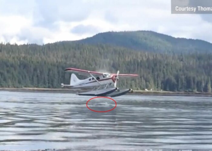 Un hidroavion a fost pe punctul de a ateriza pe o balena! VIDEO