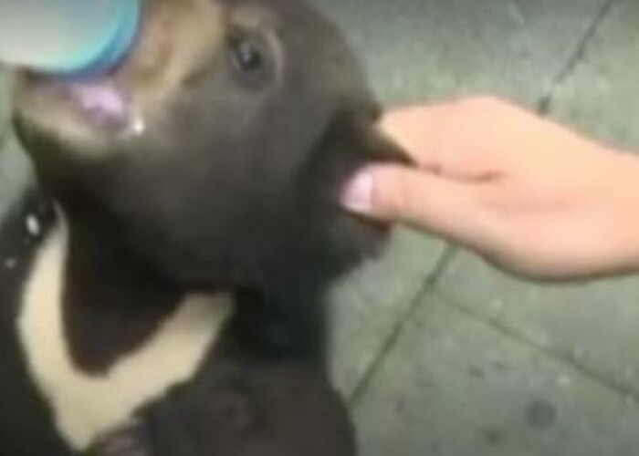 Un barbat din China a adoptat un caine, dar si-a dat seama ca era un alt animal! Ce soc a avut cand si-a dat seama