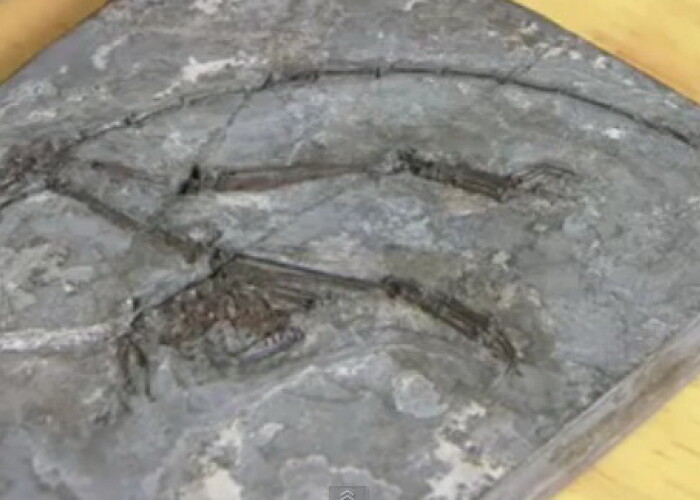 Ne va spune o mare parte din istoria originii stramosilor nostri Scheletul celui mai vechi stramos cunoscut al oamenilor, descoperit in China! VIDEO