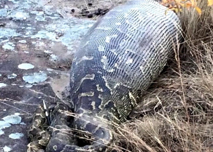 Un piton a murit dupa ce a inghitit un porc-tepos. Video