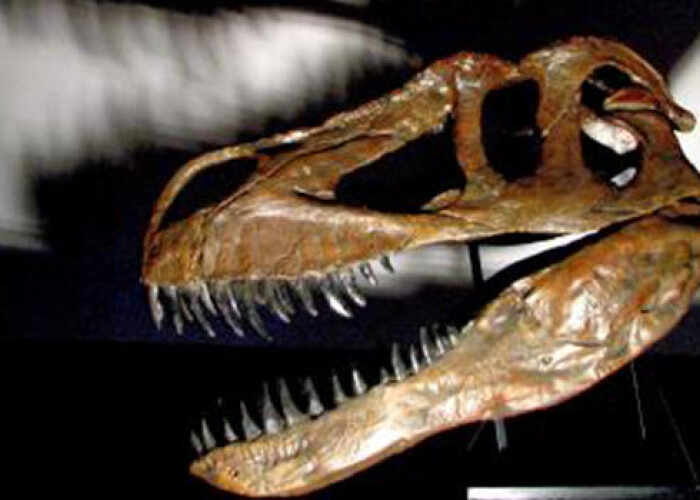 Cel mai mare dinozaur carnivor european, descoperit in Portugalia! VIDEO
