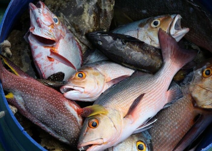 Ploaia de pesti sau caprele care se catara in copaci in Maroc! Fenomene naturale incredibile, pe care nu le-ai vazut in viata ta. VIDEO