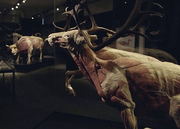 Expozitie controversata cu animale disecate si plastifiate, realizata de creatorul The Human Body VIDEO