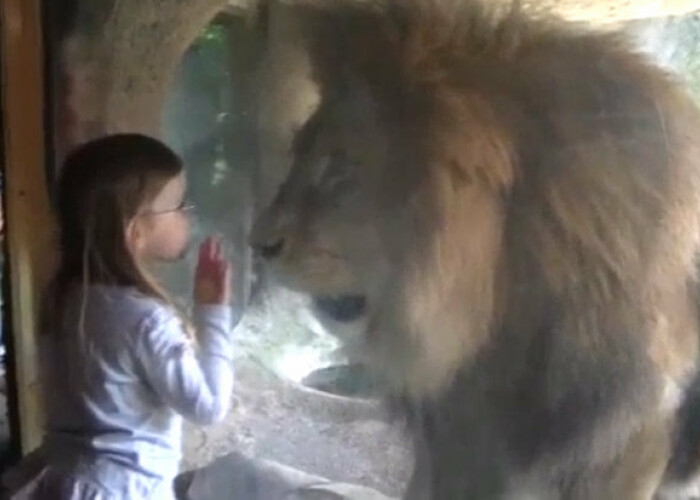 Moment de panica la o Gradina Zoologica! O fetita s-a apropiat prea mult de un leu! Ce s-a intamplat in clipa urmatoare