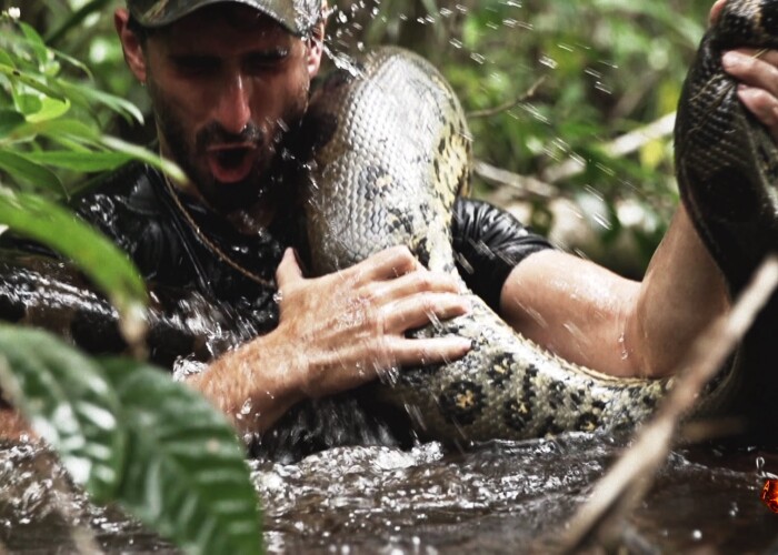 Un naturalist se va lasa mancat de viu de un anaconda! VIDEO
