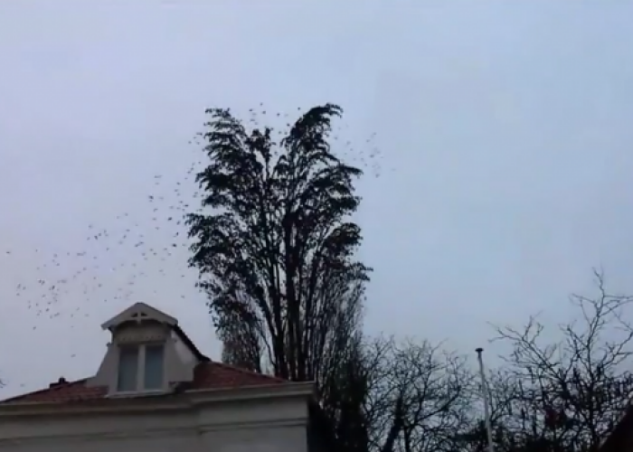 Au crezut ca este un simplu copac, dar au avut parte de o surpriza de proportii. Ce s-a intamplat in secunda urmatoare i-a lasat fara cuvinte