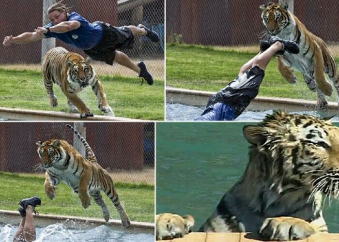 Gestul incredibil al unui ingrijitor de la ZOO in cusca TIGRILOR! 11 milioane de oameni au vazut clipul asta! VIDEO