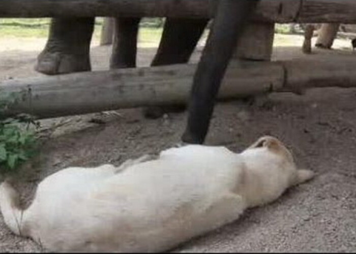 Cum incearca un pui de elefant sa trezeasca un caine! VIDEO