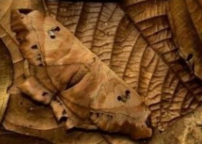 Uite cum s-au camuflat! Poti sa vezi animalele din aceste fotografii?