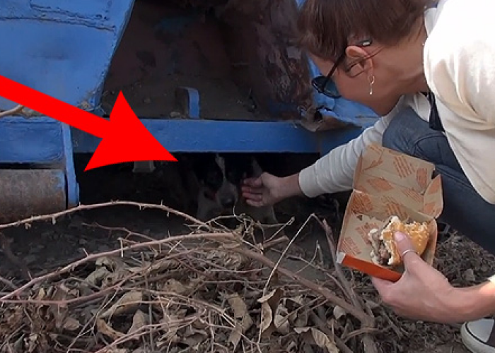 A trait 11 luni sub o masina: Cum a reactionat un caine al strazii cand a fost salvat! VIDEO