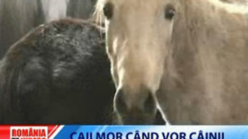Romania, te iubesc: caii mor cand vor cainii!