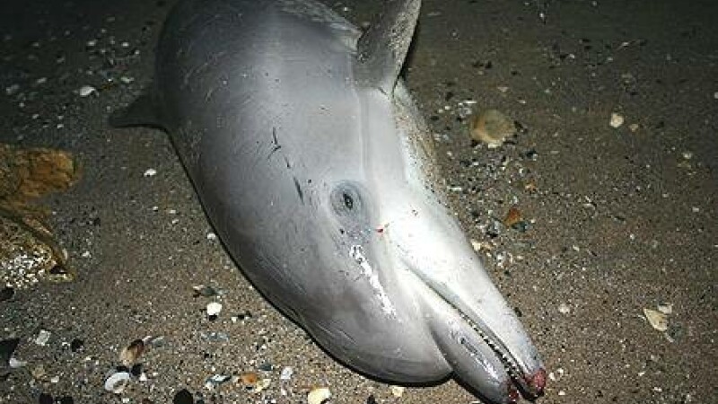 Delfini morti