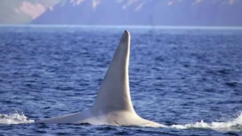 Orca