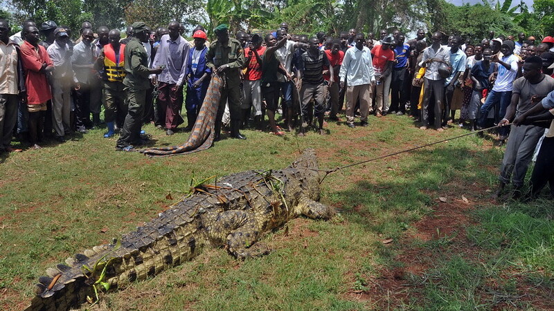 crocodil Uganda