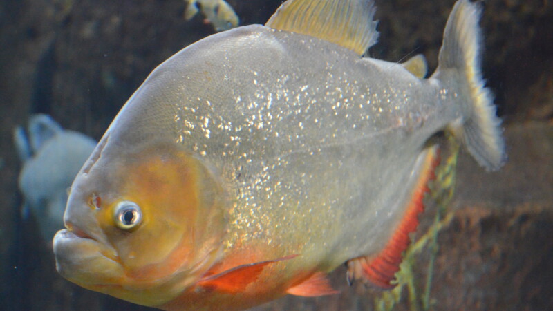 piranha