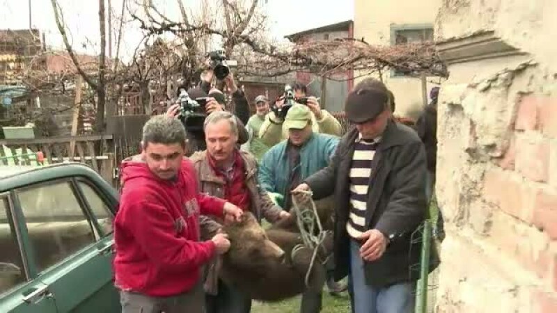 pui de urs Sibiu