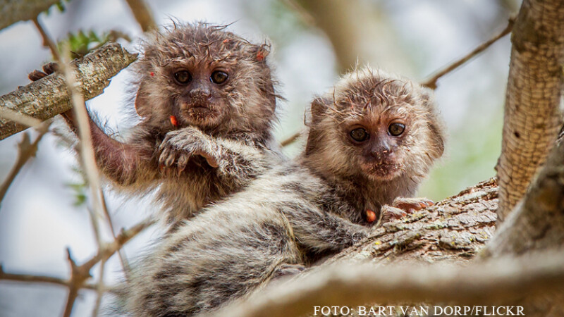 maimute marmoset FOTO FLICKR