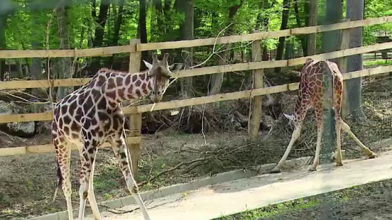 girafe zoo Targu-Mures