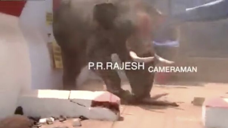 incident elefanti India