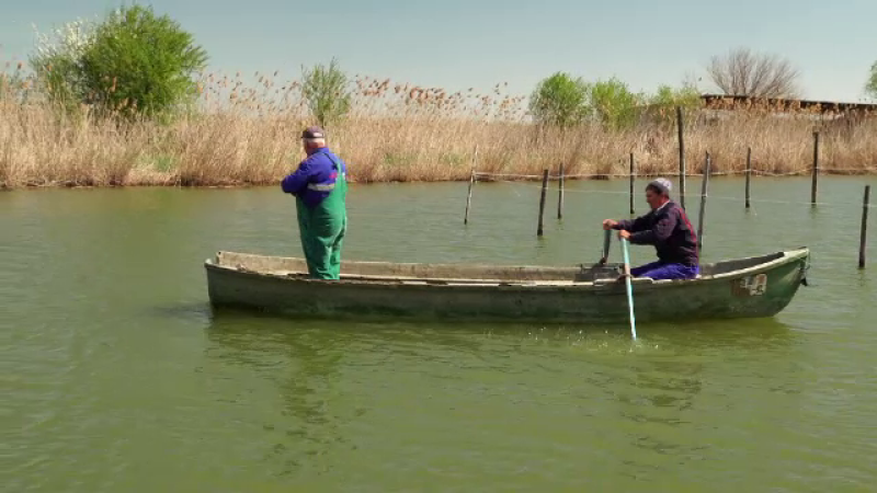 icre, salau, disparitie, rezervatia biosferei delta dunarii