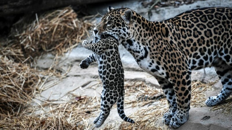 Primul pui de jaguar conceput prin inseminare artificială a fost mâncat de mamă