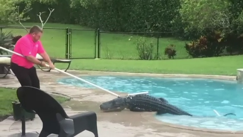 Aligator in Florida