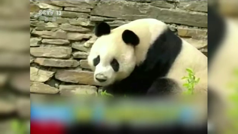 Urs panda