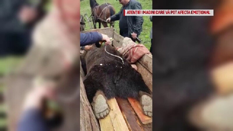 Reacția ministrului Mediului după ce cadavrul unui urs a fost batjocorit, în Buzău