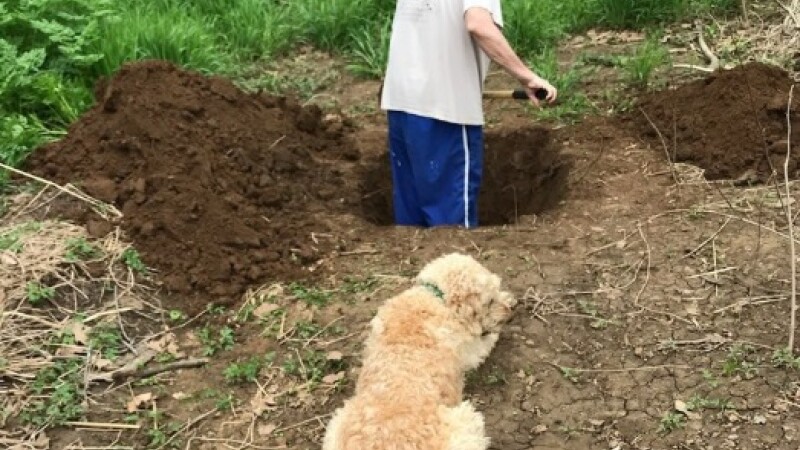 Momentul emoționant în care un câine vede când i se sapă „mormântul