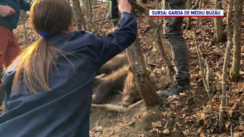 Misiune dificilă de salvare a doi pui de urs prinși în laț, în Buzău. Mama lor a devenit agresivă