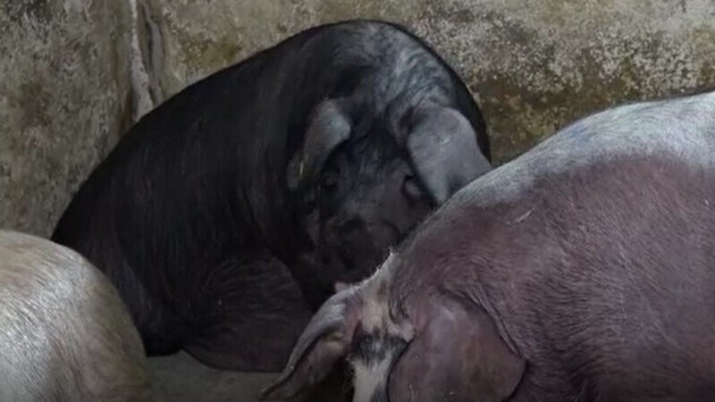 Guvernul oferă bani pentru fermierii care cresc porci din rasele mangalița și bazna