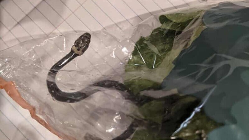Un cuplu din Australia a găsit un șarpe veninos într-o pungă cu salată luată de la supermarket