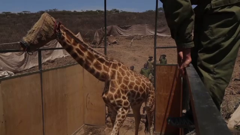 Mai multe girafe din Kenya au fost mutate cu armata. Care a fost motivul