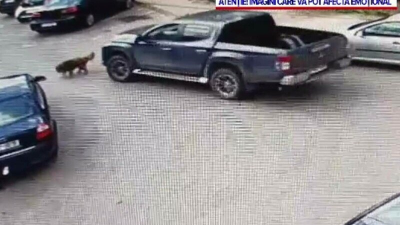 Șofer căutat la Iași după ce a trecut cu mașina peste un câine. L-ar fi lovit intenționat