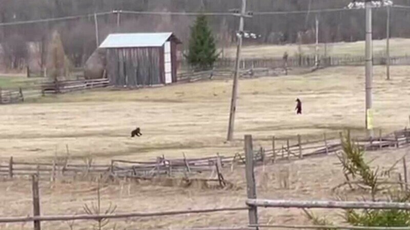 Câți urși au fost împușcați în România de când legea permite asta. Doi pui au rămas fără mamă, în Vatra Dornei