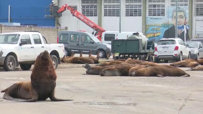 Un grup de lei de mare a luat-o la plimbare printr-un oraș din Argentina VIDEO
