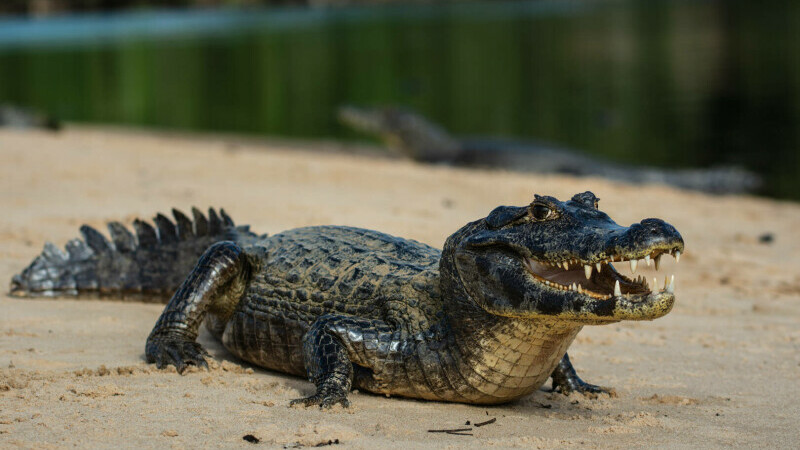 crocodil plaja