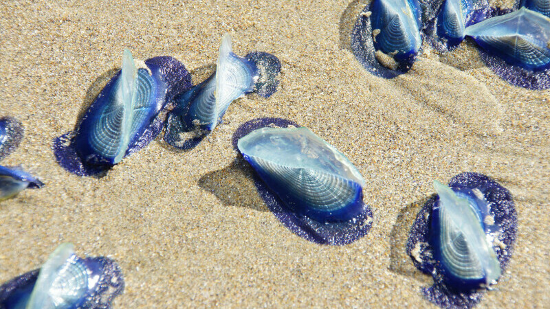 Mi de creaturi albastre misterioase au eșuat pe o plajă. Înțeapă precum meduzele, dar sunt clone