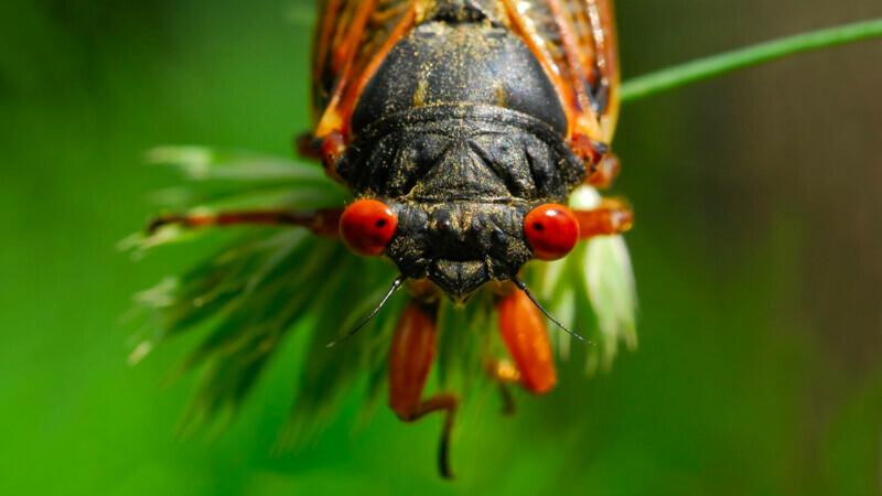 cicada