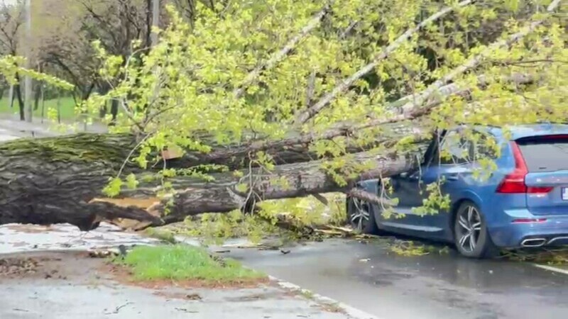 Un copac mare a căzut peste o mașina care circula pe Splaiul Unirii din București. Șoferul a fost rănit