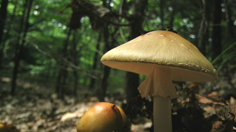 Oamenii au cules ciupercile otrăvitoare din pădure