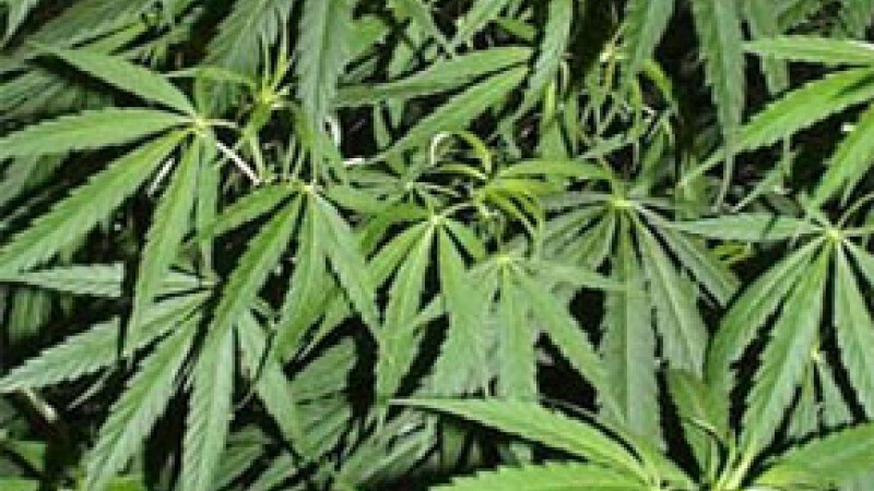 marijuana-iarba