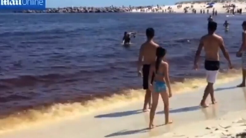 oameni pe plaja, Florida, rechin